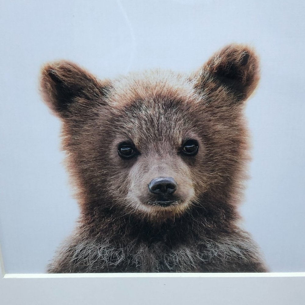 Bear Cub Rustic Frame Matted Wall Art Cottage Core Cabin Wildlife 17”x 14” - Picture 3 of 15